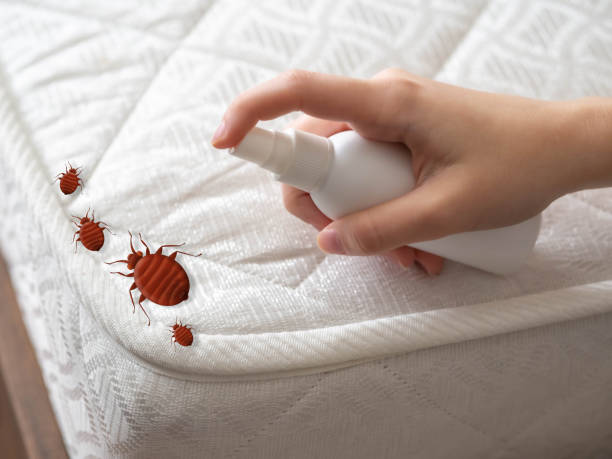 Reliable North Shore, VA Pest Control Solutions